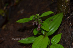 Liparis biloba